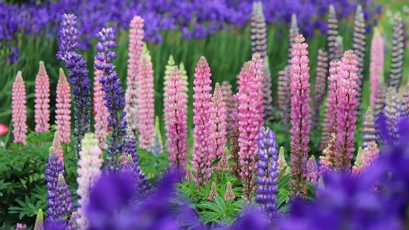 Lupines Prefer Ohio's Cooler Spring Conditions Lupines Prefer Ohio's Cooler Spring Conditions