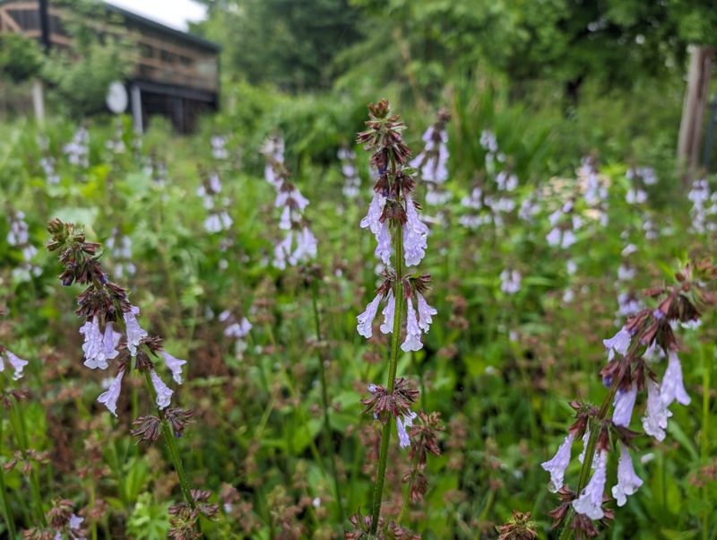 Lyreleaf Sage Brings Spring Color To Bare Soil
