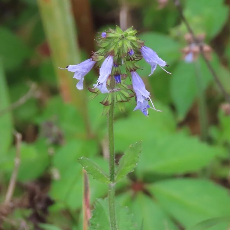 Lyreleaf Sage Brings Spring Color To Shady Spots