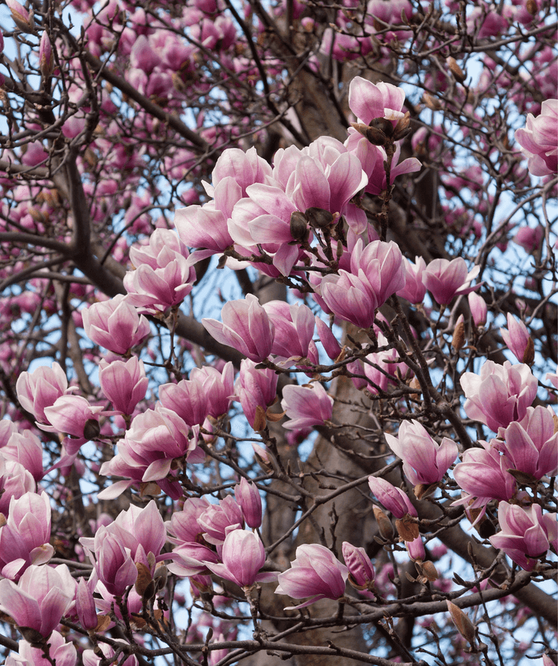 Magnolia Makes The Yard Feel Instantly Romantic