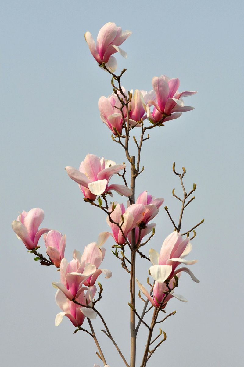 Magnolia