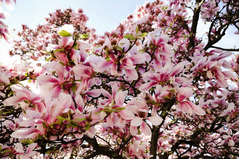 Magnolias