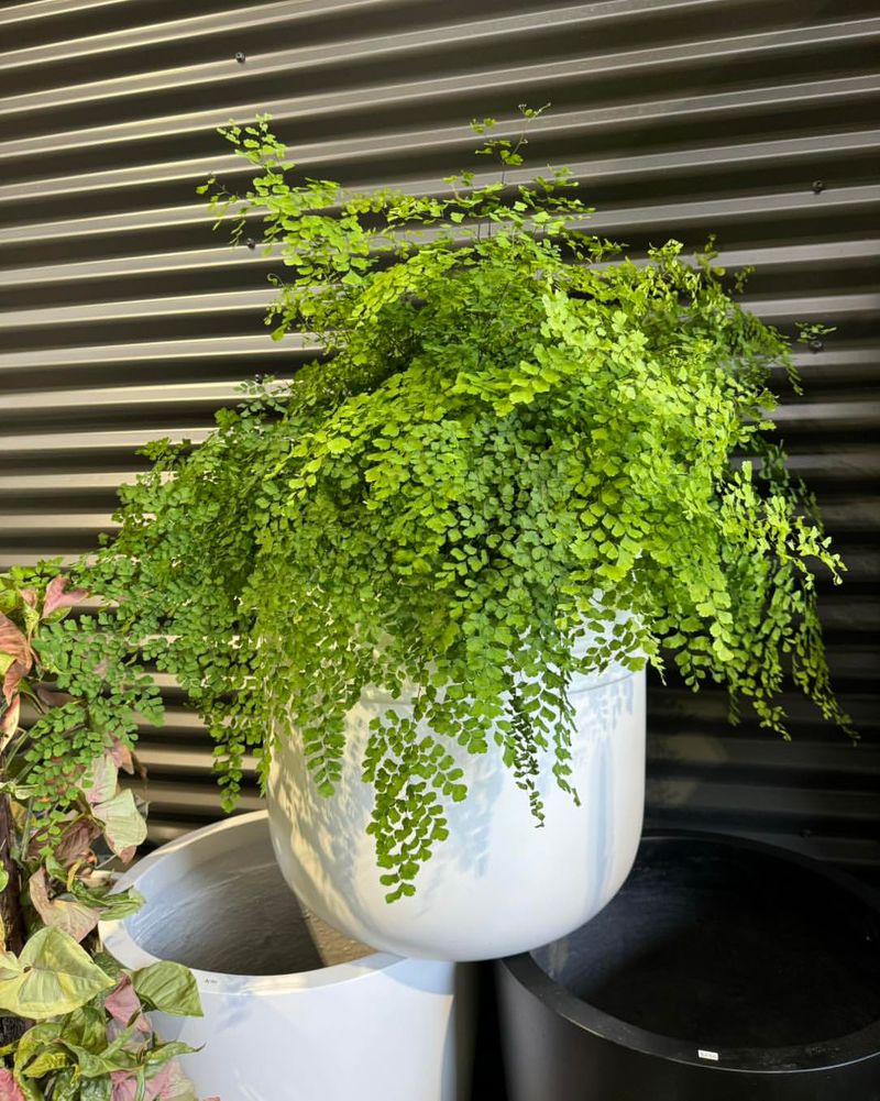 Maidenhair Fern Maidenhair Fern