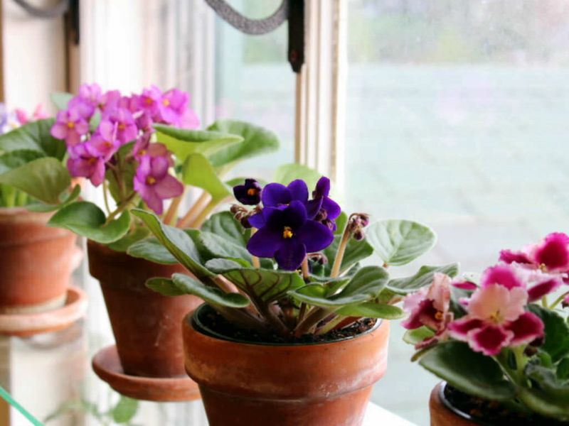 Maintain Comfortable Humidity Levels Indoors