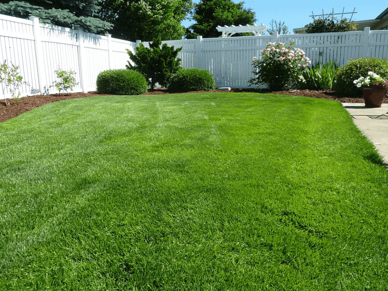 Maintain Dense, Healthy Turf