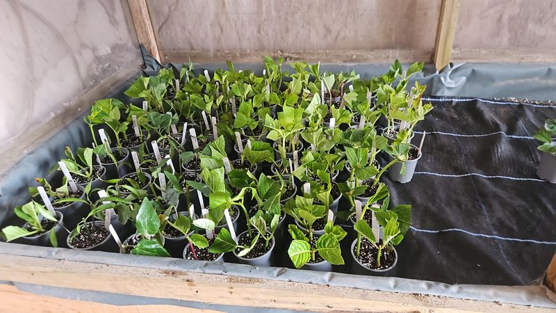 Maintain Light Moisture Without Soaking The Soil Maintain Light Moisture Without Soaking The Soil