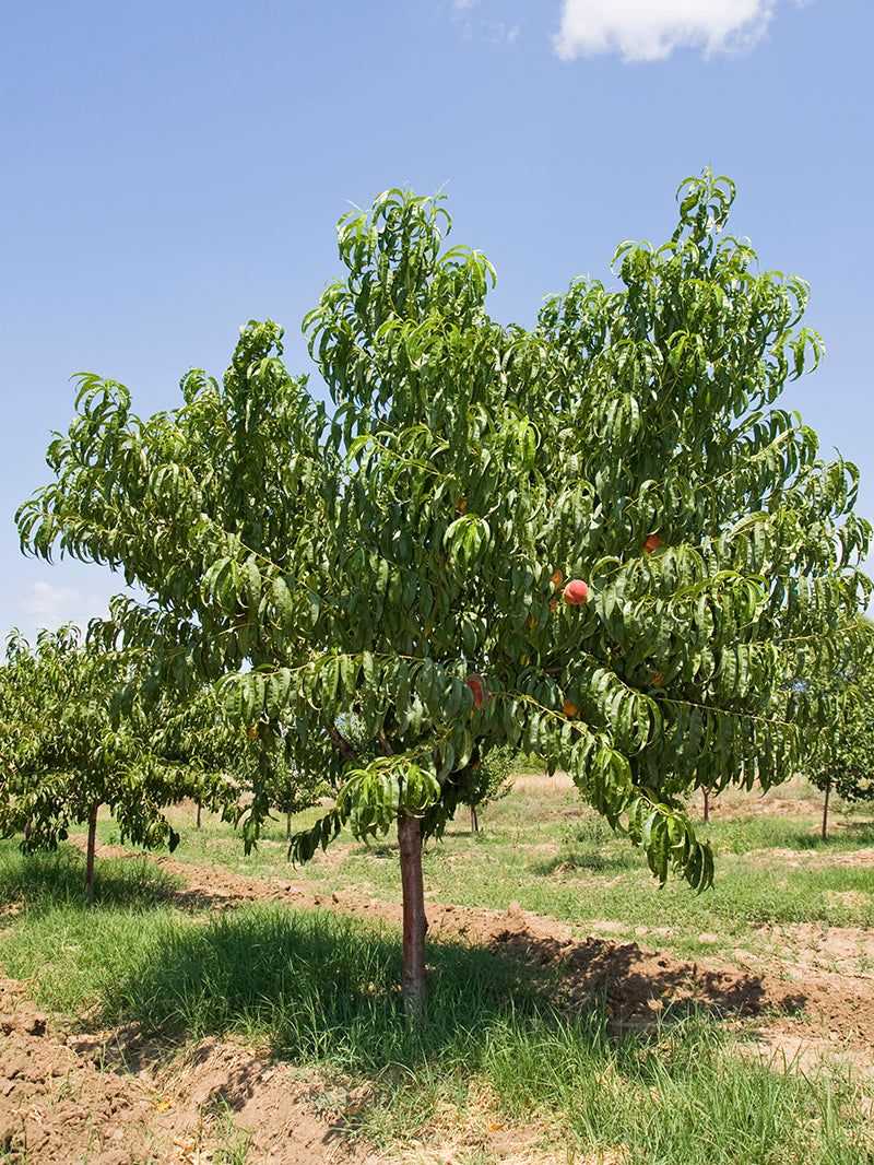 Major Pruning Should Not Happen In May