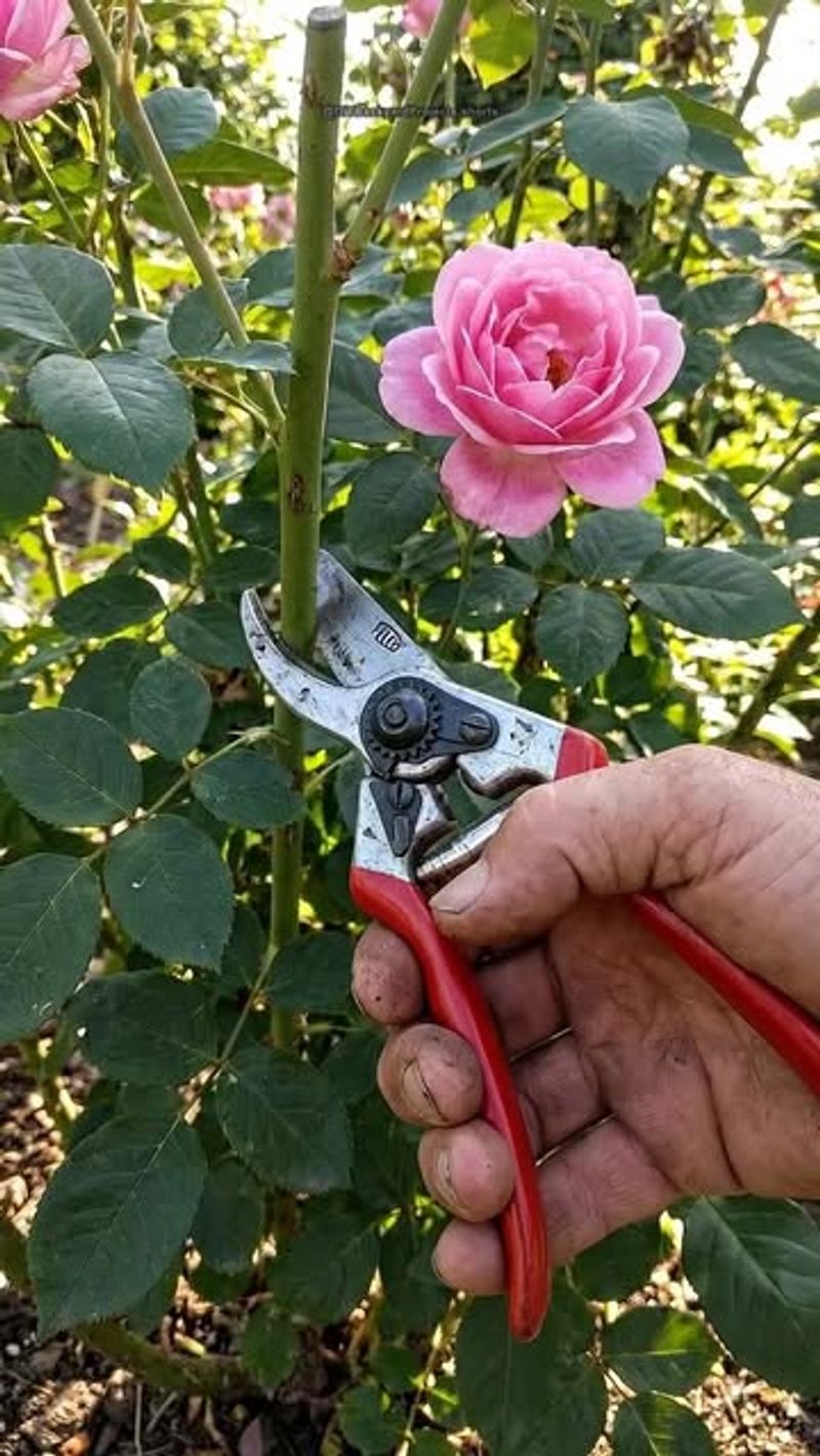 Make Clean Cuts Just Below A Leaf Node Make Clean Cuts Just Below A Leaf Node