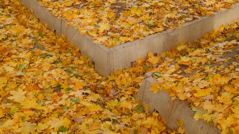 Make Leaf Mold From Fall Leaves Make Leaf Mold From Fall Leaves