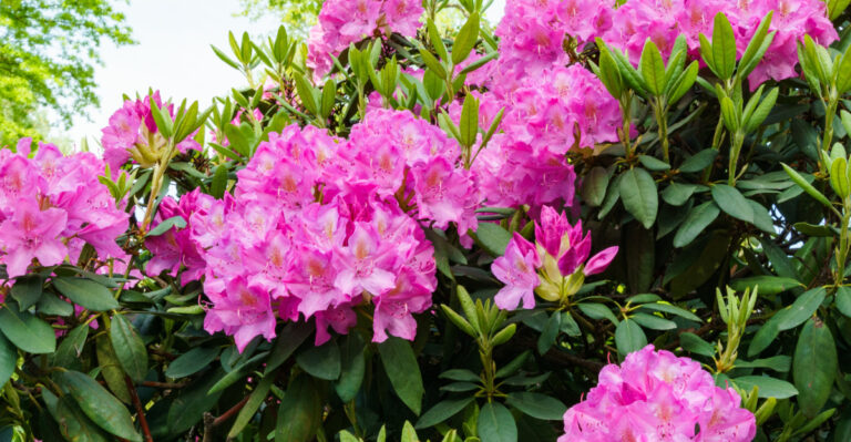 rhododendron