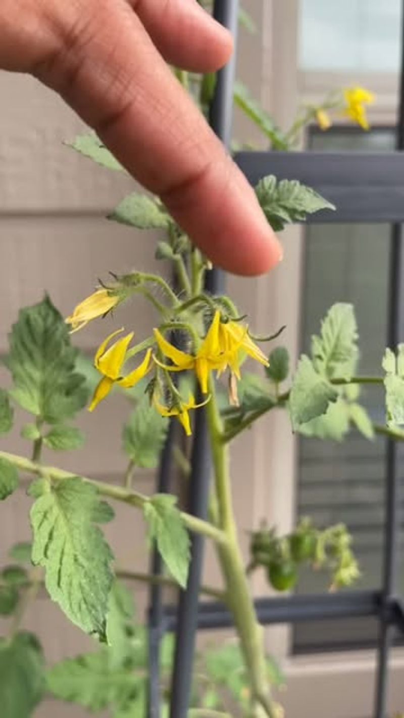 Make Sure Tomato Flowers Can Pollinate Properly Make Sure Tomato Flowers Can Pollinate Properly