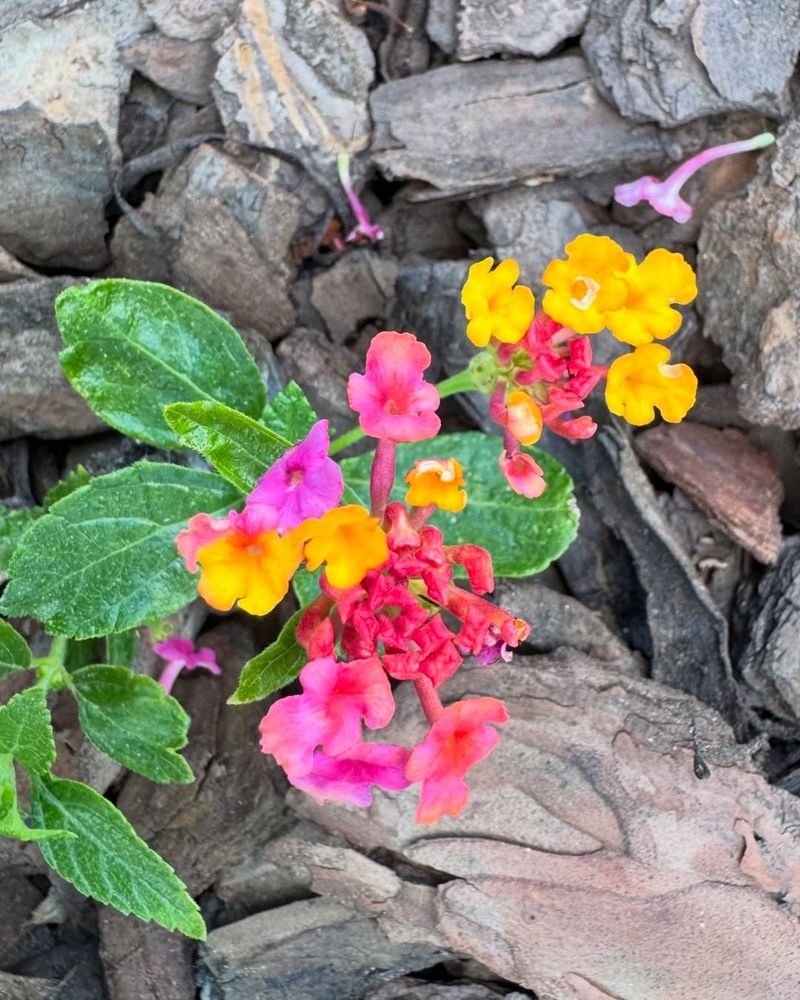 Make Texas Lantana Your Summer Workhorse Make Texas Lantana Your Summer Workhorse