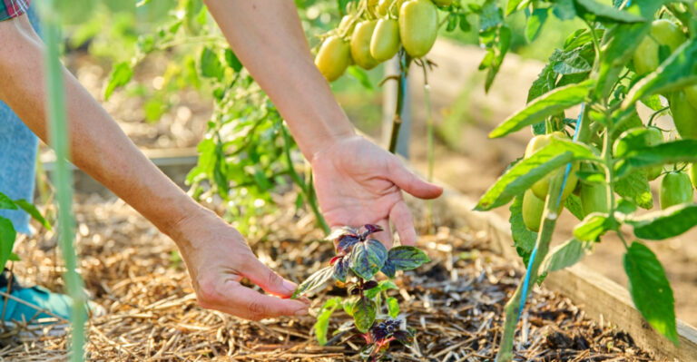 Make The Most Of Empty Spring Garden Space In Oregon With These 9 Follow-Up Crops