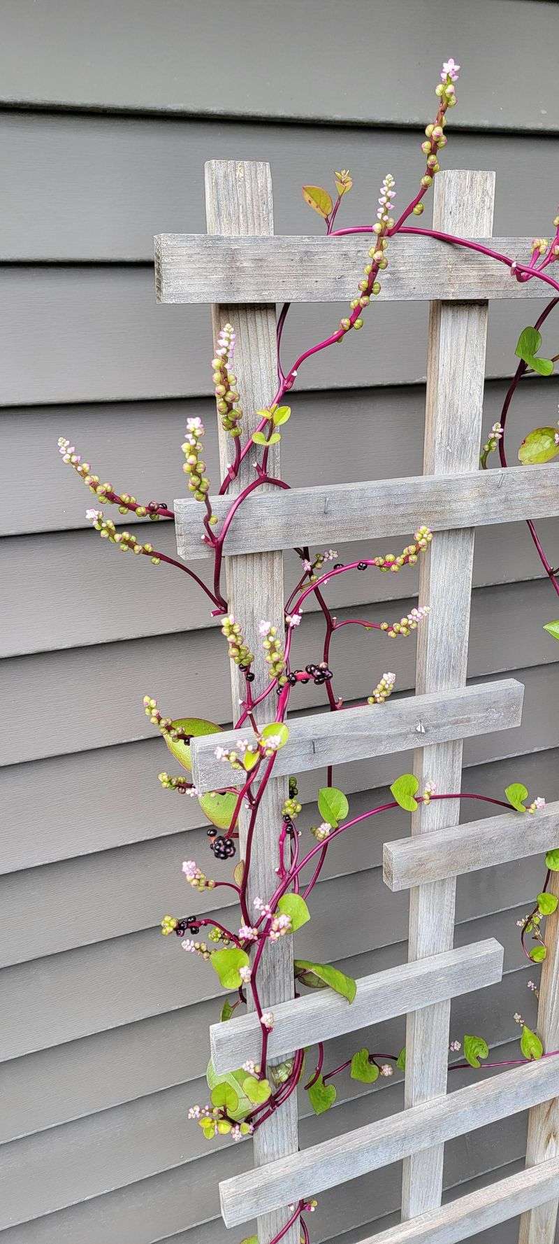 Malabar Spinach