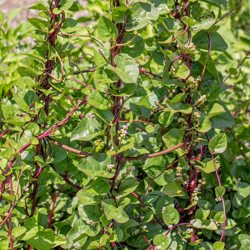 Malabar Spinach