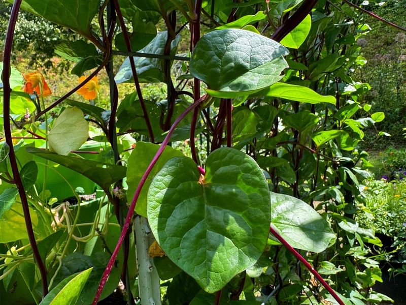 Malabar Spinach (Basella alba) Keeps Growing Through Summer Heat Malabar Spinach (Basella alba) Keeps Growing Through Summer Heat