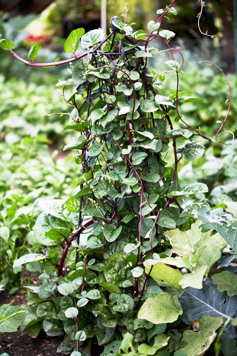 Malabar Spinach Climbs Easily On Tall Garden Crops Malabar Spinach Climbs Easily On Tall Garden Crops