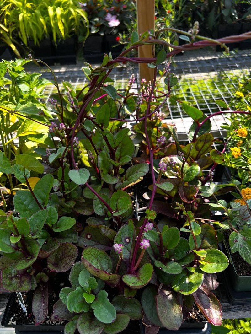 Malabar Spinach Keeps Greens Coming