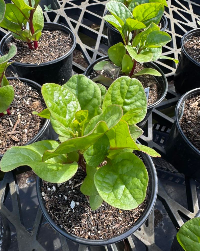 Malabar Spinach Keeps Growing Through Summer Heat