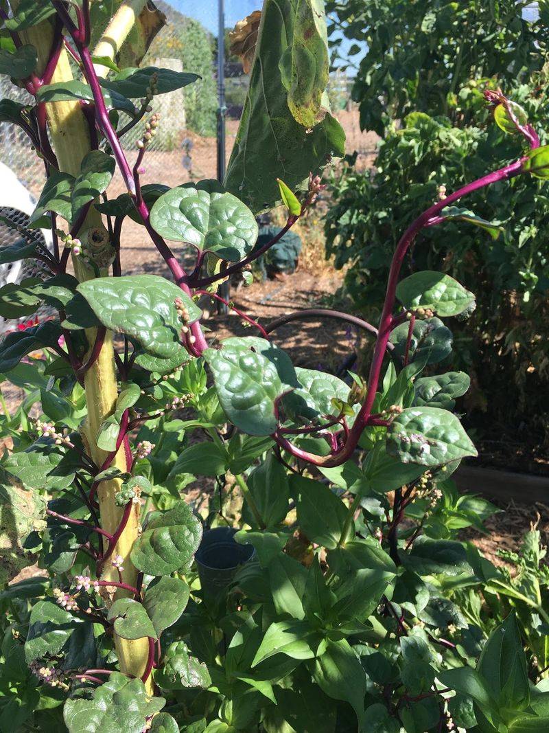 Malabar Spinach Outlasts Traditional Leafy Greens