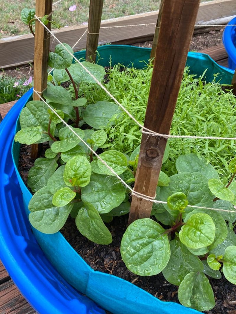 Malabar Spinach Malabar Spinach