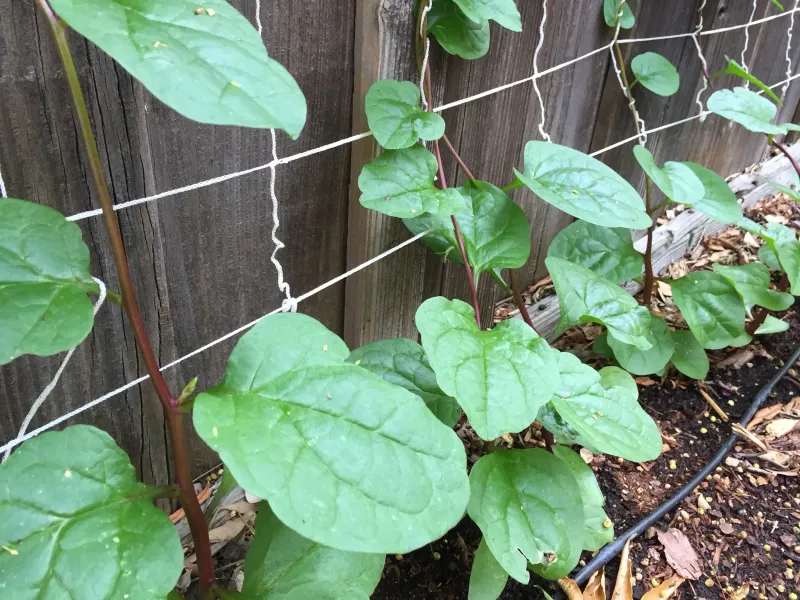 Malabar Spinach
