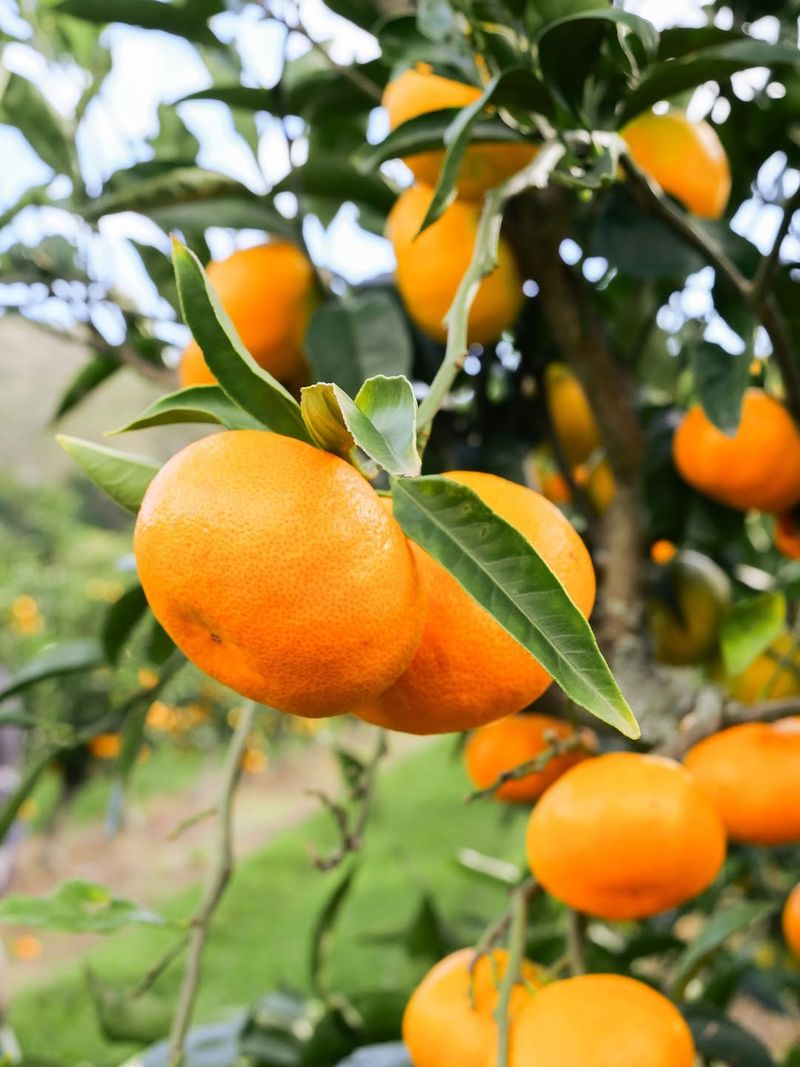 Mandarins / Tangerines (Satsuma, Gold Nugget)