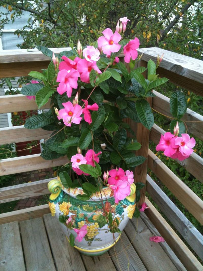 Mandevilla And Bacopa Add Height And Soft Edges