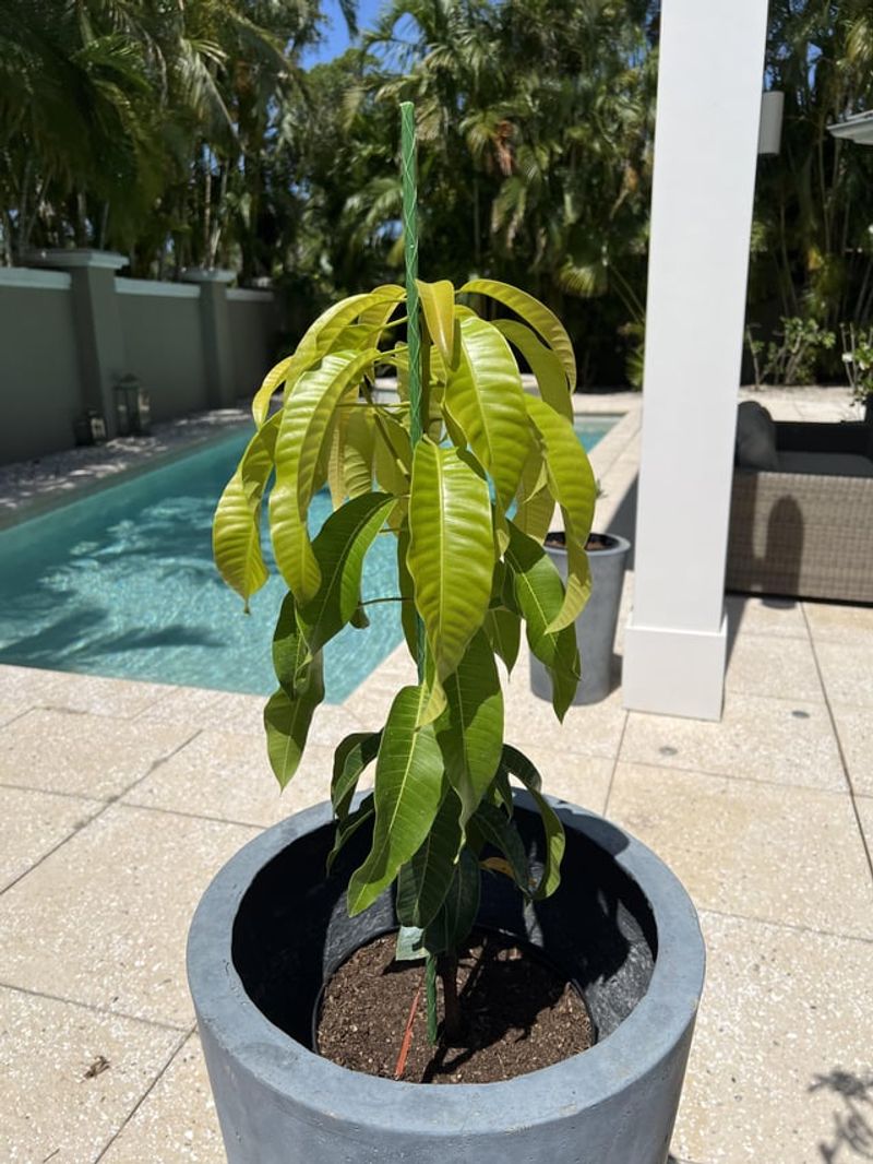 Mango And Avocado Trees Based On Growth Stage