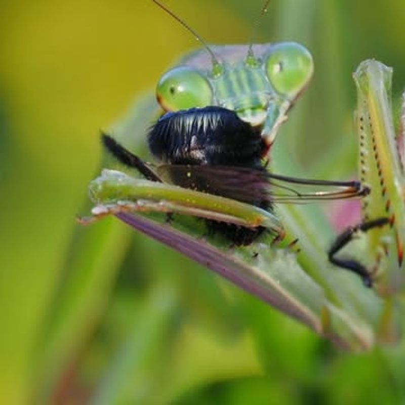 Mantises Eat Pests, But Not Only Pests