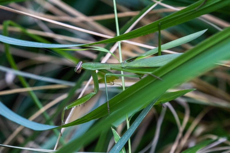 Mantises Usually Stay Where Food Is Easy To Find