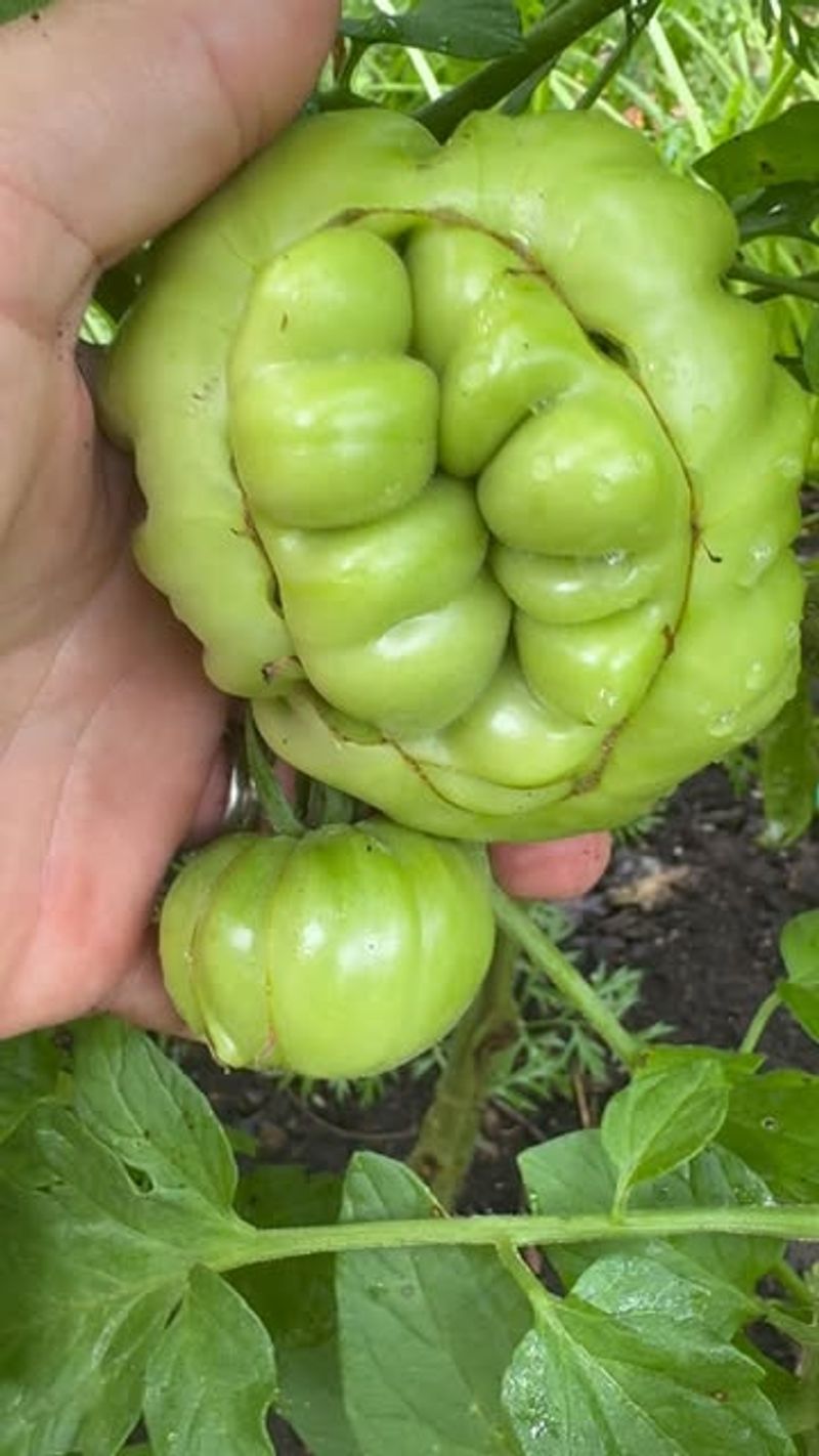 Many Gardeners Keep Growing The Same Disease Prone Tomato Varieties