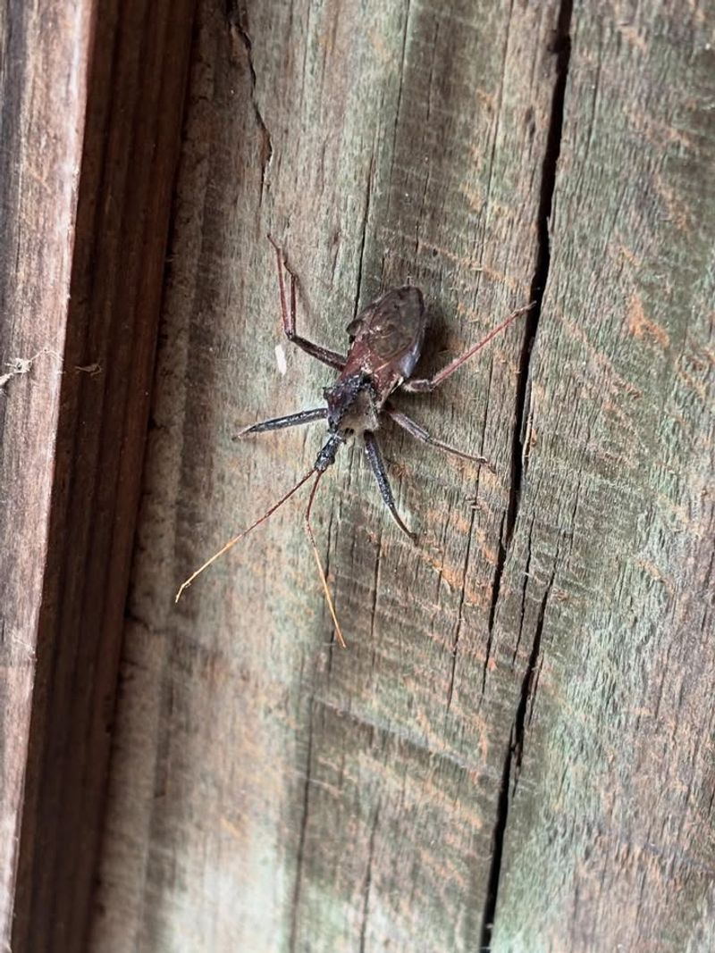 Many Harmless Insects Are Mistaken For Kissing Bugs