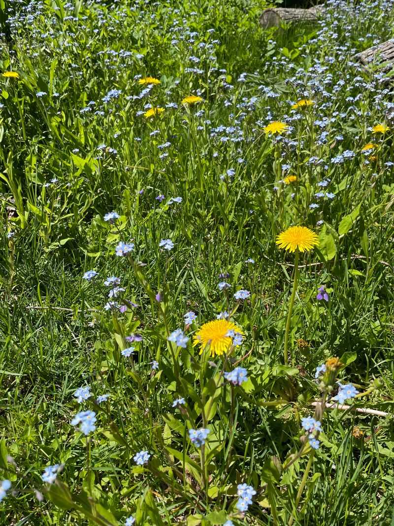 Many Homeowners Choose Partial Mowing Instead Of Stopping Completely