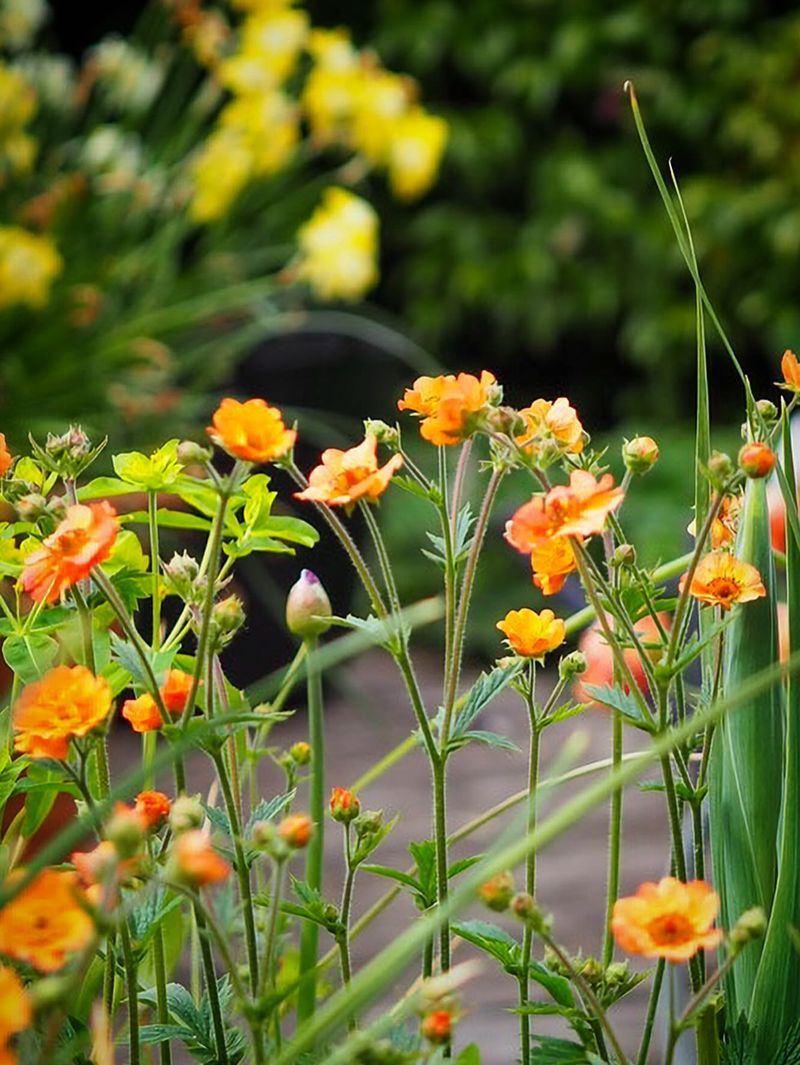 Many Modern Geums Bloom Repeatedly For Months