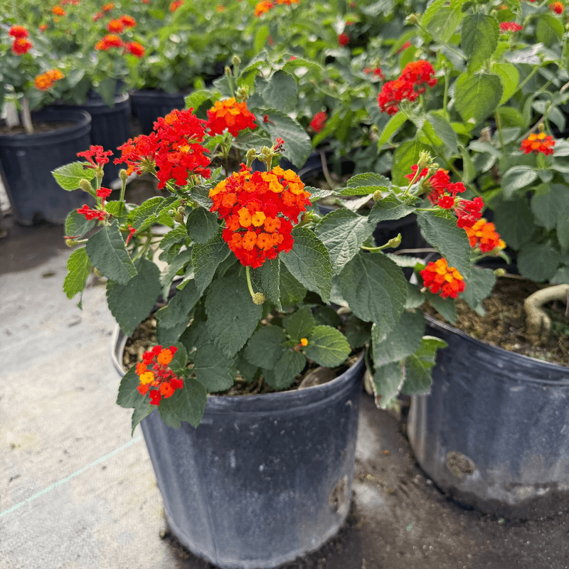Many Native Plants Need Even Less Water Many Native Plants Need Even Less Water