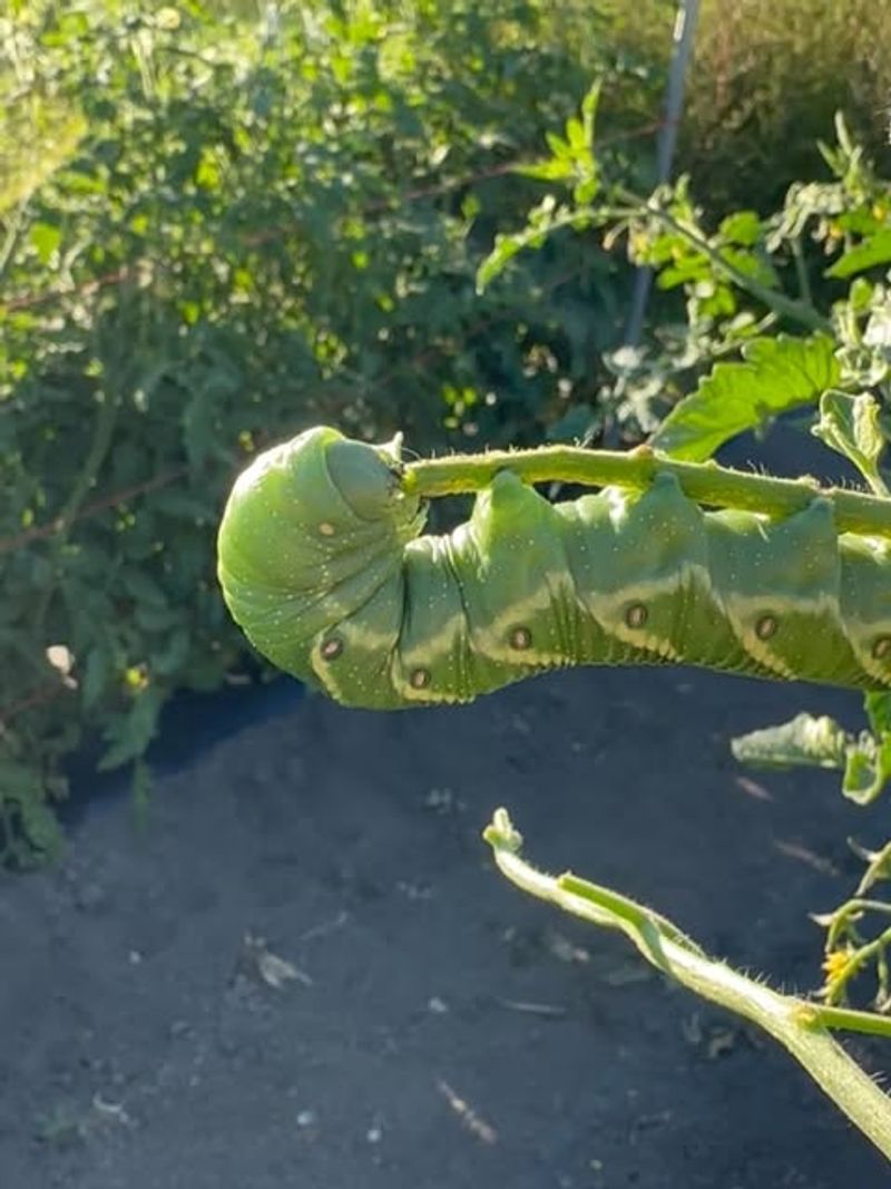 Many North Carolina Gardeners Underestimate Tomato Hornworms