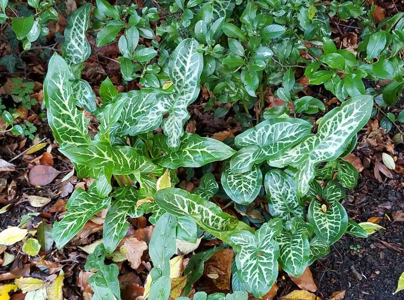 Many Oregon Gardeners Regret Planting These Fast-Spreading Groundcovers