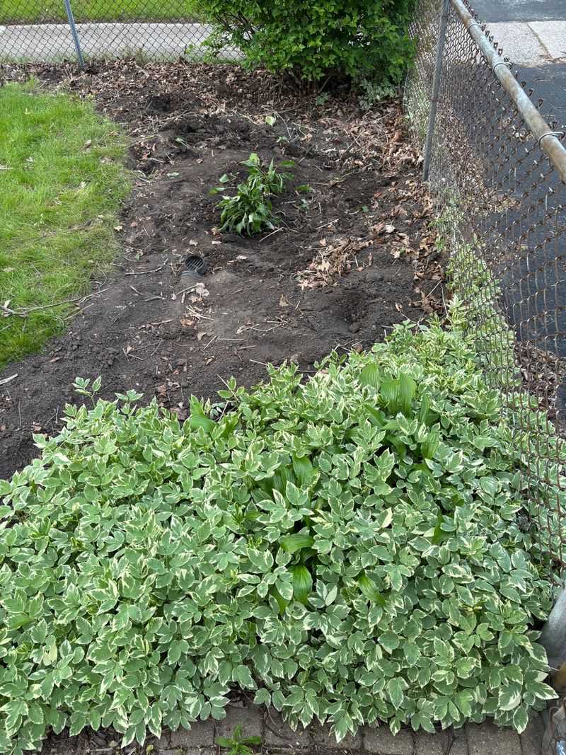 Many Oregon Gardeners Regret Planting These Fast-Spreading Groundcovers