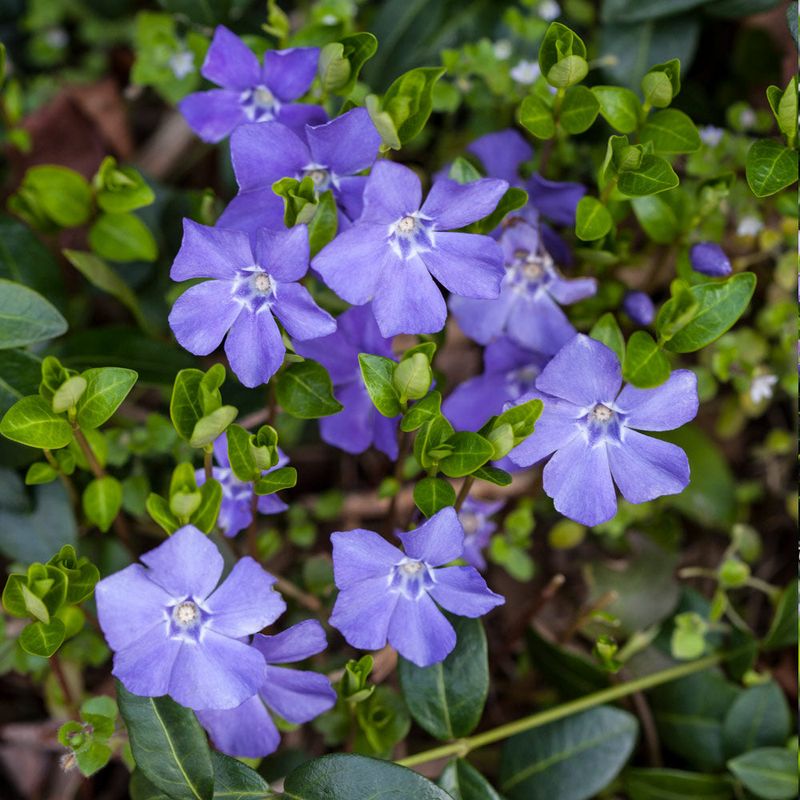 Many Oregon Gardeners Regret Planting These Fast-Spreading Groundcovers