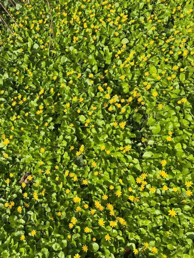 Many Oregon Gardeners Regret Planting These Fast-Spreading Groundcovers