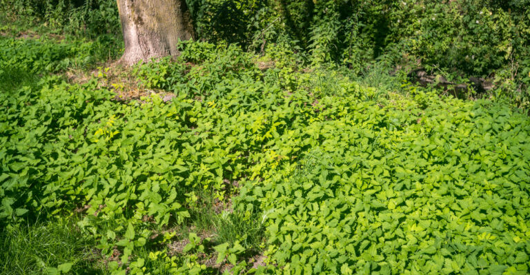 Many Oregon Gardeners Regret Planting These Fast-Spreading Groundcovers