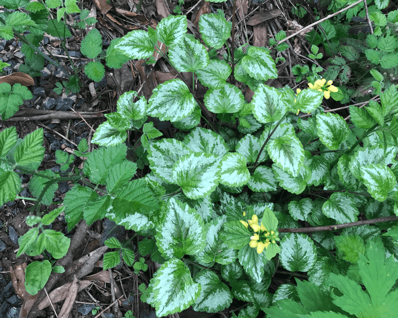 Many Oregon Gardeners Regret Planting These Fast-Spreading Groundcovers