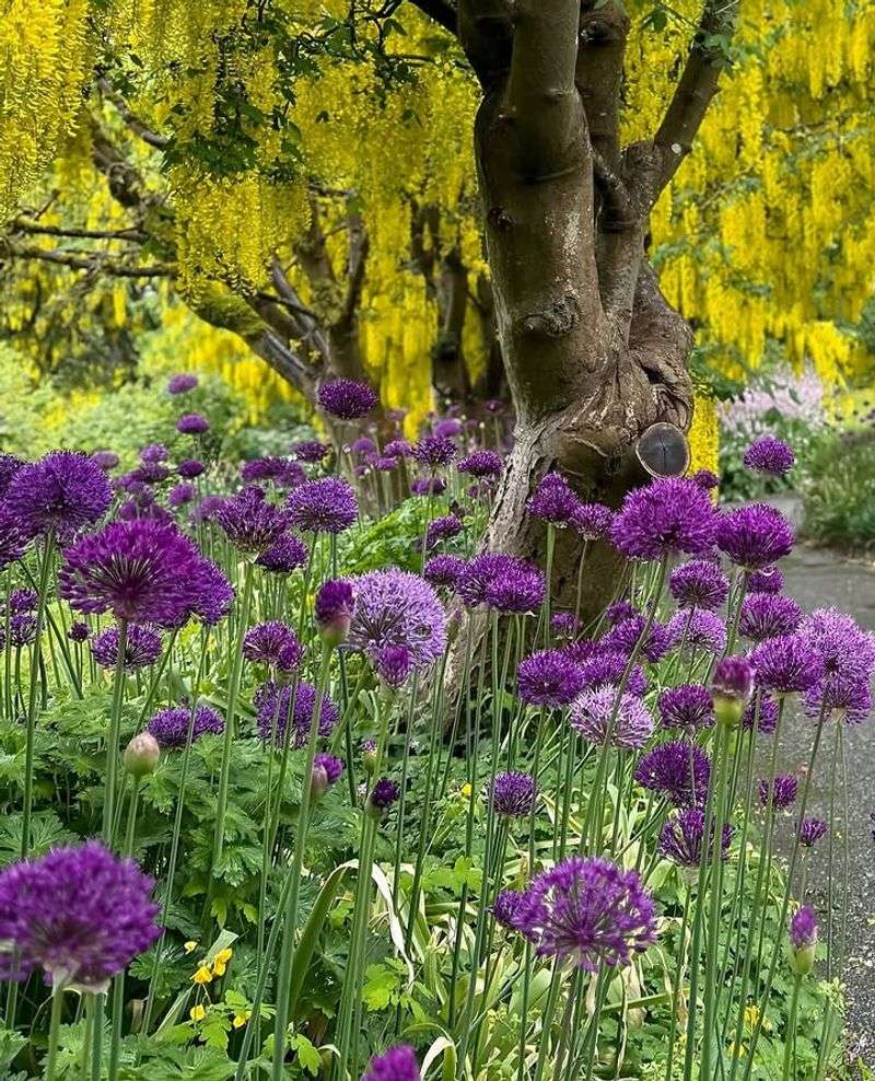 Many Ornamental Alliums Return Reliably In North Carolina