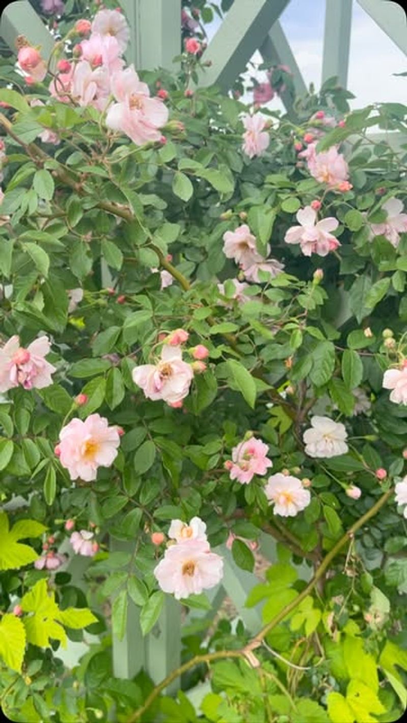 Many Popular Roses Simply Are Not Well Suited To Michigan Conditions