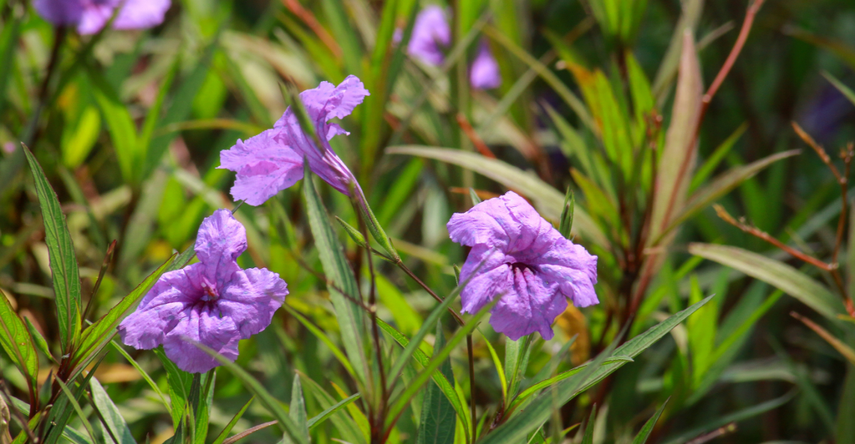 mexican petunia