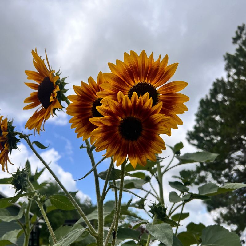 Many Varieties Reseed Naturally