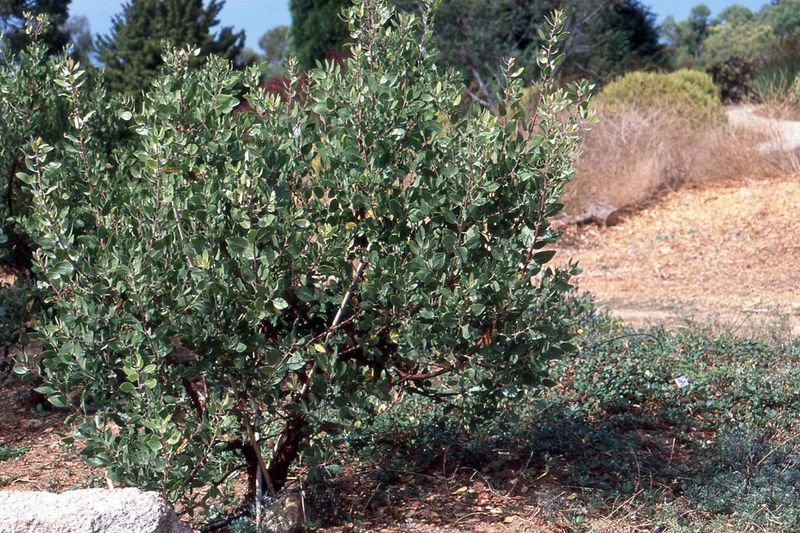 Manzanita Fits Right Into Lean Sunny Beds