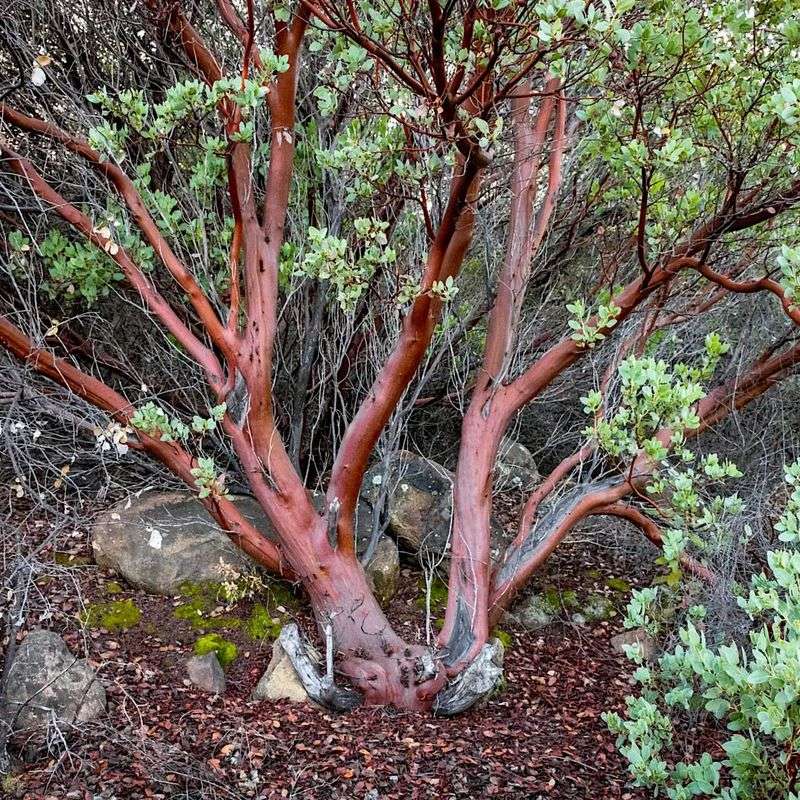 Manzanita Needs Careful Spacing