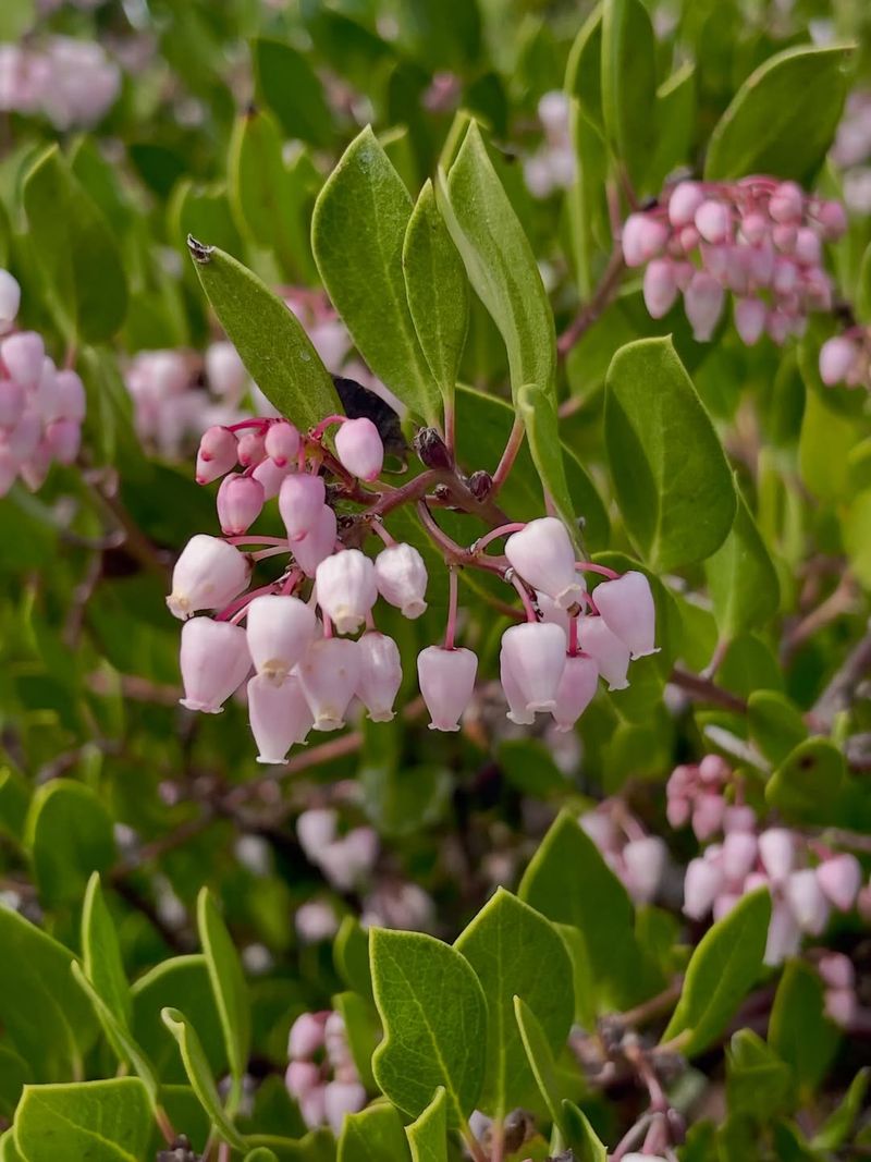 Manzanita Manzanita